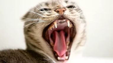 В Сасово введён карантин по бешенству животных