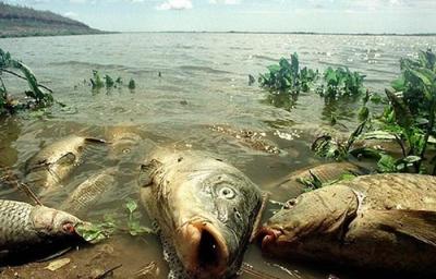 В селе Секиотово в реке Павловка гибнет рыба