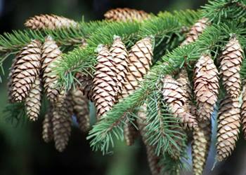 Олег Ковалёв: «Деятельность чёрных лесорубов следует пресекать вовремя»