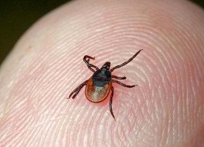 Более 350 детей на Рязанщине пострадало от укусов клещей