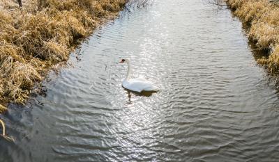 Лебеди на Борковском затоне появятся уже этим летом