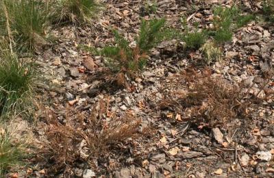 В обновлённых рязанских парках засохли растения, газоны испортились