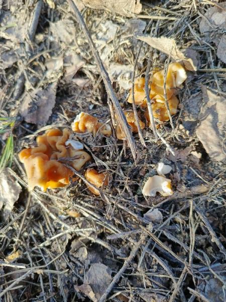 Фото: паблик «Грибы и Грибники Рязанской области» в соцсети «ВКонтакте».