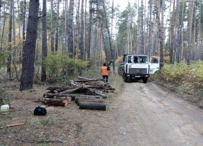 Леса Солотчи расчистили от валежника