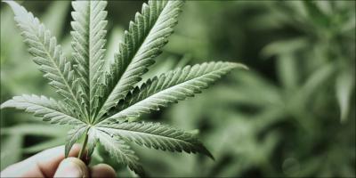 Житель Михайлова культивировал коноплю в огороде