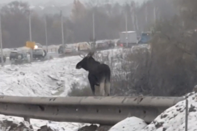 В Рязани лось обжился на Северной окружной дороге