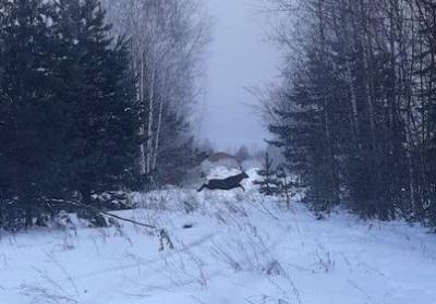 В Кадомских лесах заприметили четырёх оленей