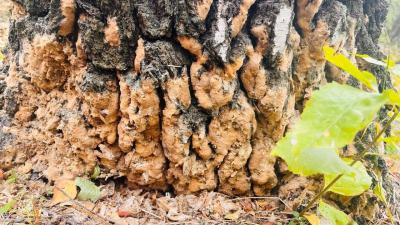 В Рязани начали ликвидировать колонии кладок непарного шелкопряда