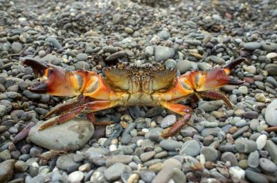 Во время поиска крабов рязанка застряла в камнях волнореза в Сочи