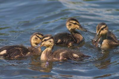 В Ермишинском районе выпустили 200 утят кряквы