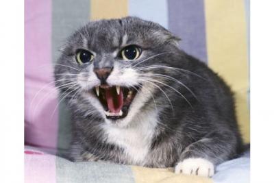 В двух населённых пунктах Рязанской области введён карантин по бешенству