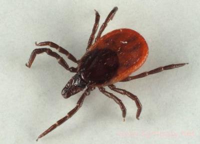 Жители Рязанщины страдают от укусов клещей