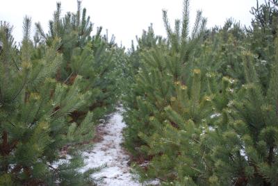 Новогодние ёлки для рязанцев будут рубить в Клепиковском районе