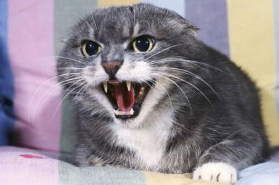 В селе Бежтвино Рязанского района введут карантин по бешенству животных