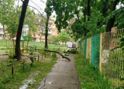 В гибели рязанки из-за падения ветки дерева обвинили завхоза детского сада в Рязани