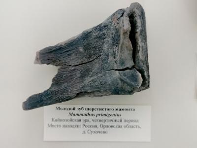 В Рязанской библиотеке имени Горького завелись древние существа