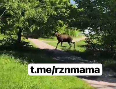 В парке Морской славы Рязани сняли лося