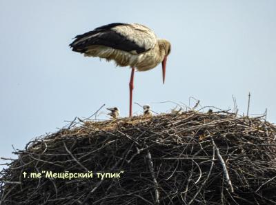 У аистов в Спасском районе появились птенцы