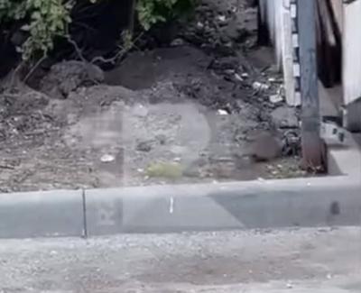 Рязанцы пожаловались на стаи крыс в центре города