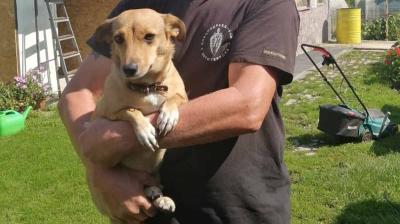 В Пронске такса едва не погибла от укуса гадюки