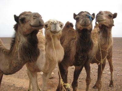 Алма-атинские верблюды не добрались до Рязани