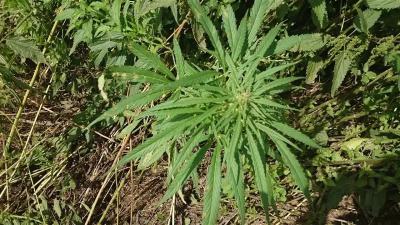 Рязанские полицейские уничтожили 200 квадратных метров зарослей дикой конопли