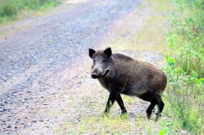 Эпизоотическая ситуация по АЧС в Рязанском регионе остаётся крайне напряжённой