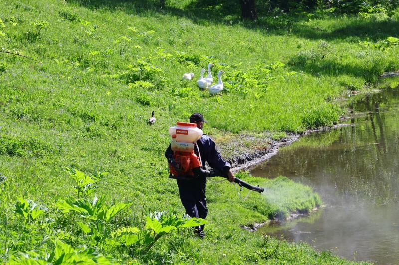 Рязанские водоёмы обрабатывают от личинок комаров