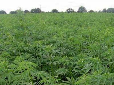 В Милославском районе у культиватора конопли отобрали «урожай»