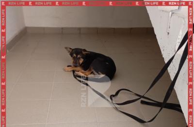 В Дядьково неизвестные бросили щенка, привязав его к перилам в подъезде