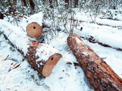 «Чёрному» лесорубу из Спасского района грозит до семи лет колонии