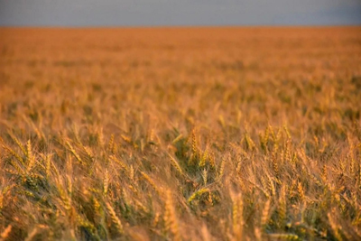 В Рязанской области аграрное производство за год выросло на 10,8%